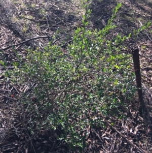 Ligustrum sinense at Kaleen, ACT - 18 Jul 2021