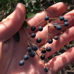 Ligustrum sinense at Kaleen, ACT - 18 Jul 2021