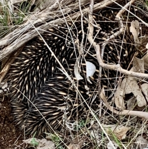 Tachyglossus aculeatus at Table Top, NSW - 19 Jul 2021