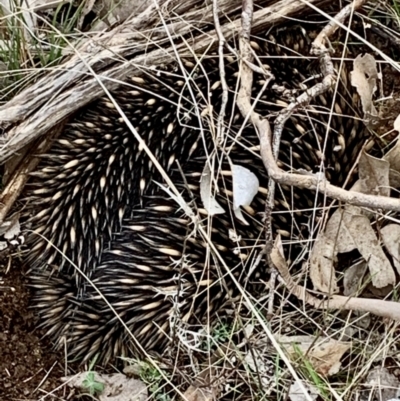 Tachyglossus aculeatus (Short-beaked Echidna) at Albury - 19 Jul 2021 by PaulF