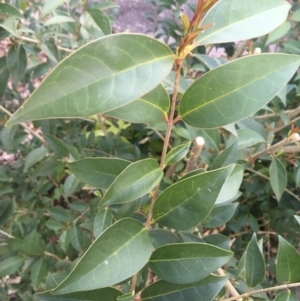 Ligustrum lucidum at Faulconbridge, NSW - 29 Sep 2020 04:54 PM