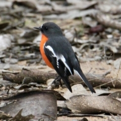 Petroica phoenicea (Flame Robin) at Nine Mile Reserve - 19 Jul 2021 by PaulF