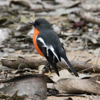 Petroica phoenicea (Flame Robin) at Albury - 19 Jul 2021 by PaulF