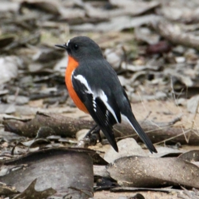 Petroica phoenicea (Flame Robin) at Table Top, NSW - 19 Jul 2021 by PaulF