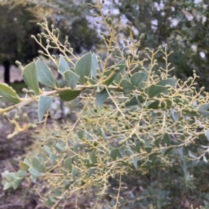 Acacia cultriformis at Majura, ACT - 19 Jul 2021 04:08 PM