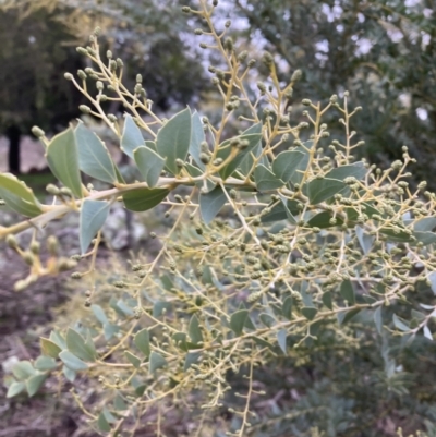 Acacia cultriformis (Knife Leaf Wattle) at Majura, ACT - 19 Jul 2021 by waltraud