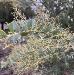 Acacia cultriformis (Knife Leaf Wattle) at Majura, ACT - 19 Jul 2021 by waltraud
