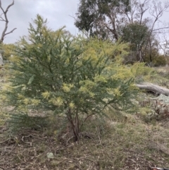 Acacia cultriformis at Majura, ACT - 19 Jul 2021