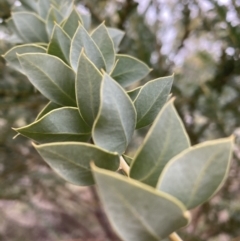 Acacia cultriformis at Majura, ACT - 19 Jul 2021 04:08 PM