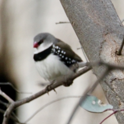 Stagonopleura guttata (Diamond Firetail) at Albury - 19 Jul 2021 by PaulF