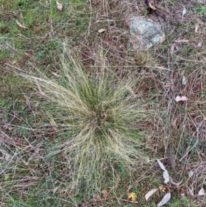 Nassella trichotoma at Majura, ACT - 19 Jul 2021