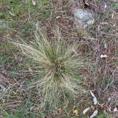 Nassella trichotoma (Serrated Tussock) at Majura, ACT - 19 Jul 2021 by waltraud