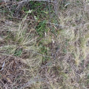 Nassella trichotoma at Majura, ACT - 19 Jul 2021