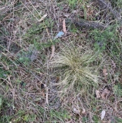 Nassella trichotoma at Majura, ACT - 19 Jul 2021