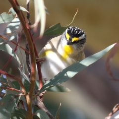 Pardalotus striatus (Striated Pardalote) at Majura, ACT - 18 Jul 2021 by jbromilow50