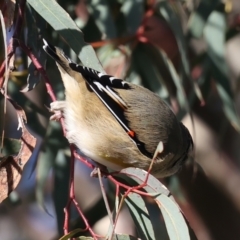 Pardalotus striatus at Majura, ACT - 18 Jul 2021