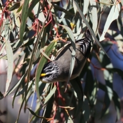 Pardalotus striatus at Majura, ACT - 18 Jul 2021 10:33 AM