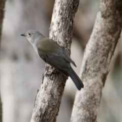 Colluricincla harmonica (Grey Shrikethrush) at Albury - 19 Jul 2021 by PaulF