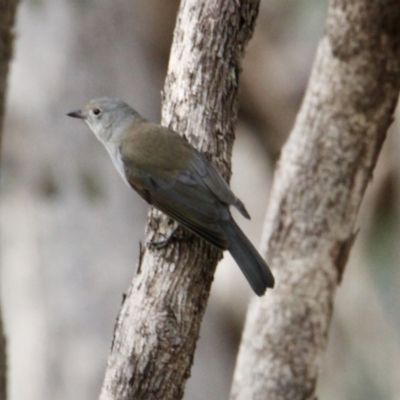 Colluricincla harmonica (Grey Shrikethrush) at Nine Mile Reserve - 19 Jul 2021 by PaulF