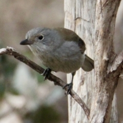 Colluricincla harmonica at Table Top, NSW - 19 Jul 2021 03:05 PM