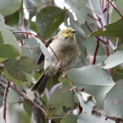 Ptilotula penicillata (White-plumed Honeyeater) at Nine Mile Reserve - 19 Jul 2021 by PaulF