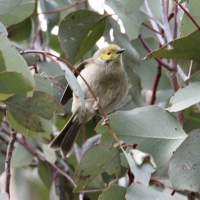 Ptilotula penicillata (White-plumed Honeyeater) at Table Top, NSW - 19 Jul 2021 by PaulF