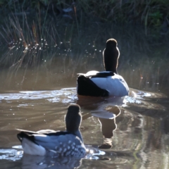 Chenonetta jubata (Australian Wood Duck) at Mount Ainslie - 17 Jul 2021 by jb2602