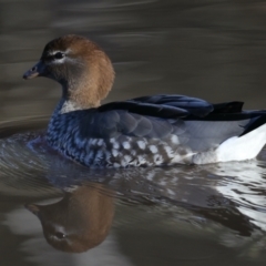 Chenonetta jubata at Majura, ACT - 18 Jul 2021 09:37 AM