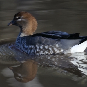 Chenonetta jubata at Majura, ACT - 18 Jul 2021 09:37 AM