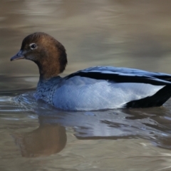 Chenonetta jubata at Majura, ACT - 18 Jul 2021 09:37 AM