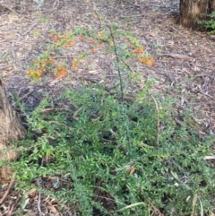 Pyracantha fortuneana (Firethorn) at O'Connor Ridge to Gungahlin Grasslands - 18 Jul 2021 by Ned_Johnston
