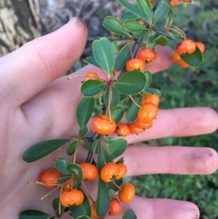 Pyracantha fortuneana at Kaleen, ACT - 18 Jul 2021