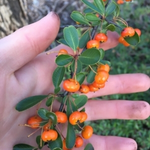 Pyracantha fortuneana at Kaleen, ACT - 18 Jul 2021 10:00 AM