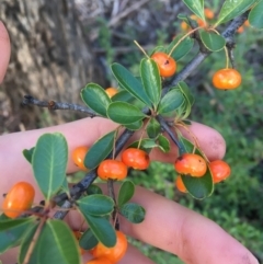 Pyracantha fortuneana at Kaleen, ACT - 18 Jul 2021 10:00 AM