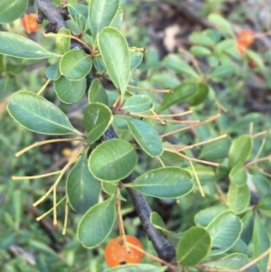 Pyracantha fortuneana at Kaleen, ACT - 18 Jul 2021