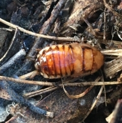 Robshelfordia simplex (Shelford's Western Cockroach) at O'Connor Ridge to Gungahlin Grasslands - 18 Jul 2021 by Ned_Johnston