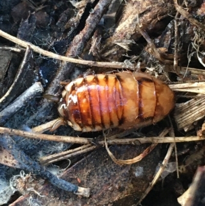 Robshelfordia simplex (Shelford's Western Cockroach) at Lyneham Ridge - 18 Jul 2021 by Ned_Johnston
