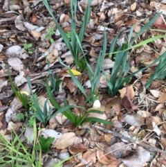 Leucojum aestivum (Summer Snowflake or Snowbell) at O'Connor, ACT - 18 Jul 2021 by Ned_Johnston