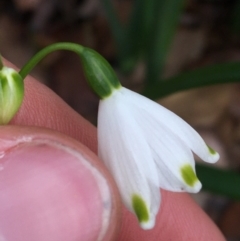 Leucojum aestivum at O'Connor, ACT - 18 Jul 2021 10:42 AM