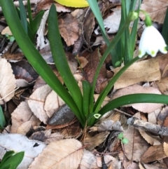 Leucojum aestivum at O'Connor, ACT - 18 Jul 2021 10:42 AM