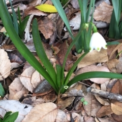 Leucojum aestivum at O'Connor, ACT - 18 Jul 2021 10:42 AM