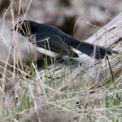 Rhipidura leucophrys (Willie Wagtail) at Nine Mile Reserve - 19 Jul 2021 by PaulF