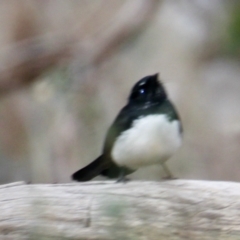 Rhipidura leucophrys at Table Top, NSW - 19 Jul 2021