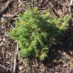 Juniperus communis (Juniper) at O'Connor Ridge to Gungahlin Grasslands - 17 Jul 2021 by Ned_Johnston