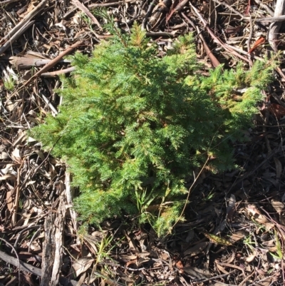 Juniperus communis (Juniper) at Kaleen, ACT - 18 Jul 2021 by NedJohnston