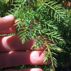 Juniperus communis at Kaleen, ACT - 18 Jul 2021
