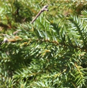 Juniperus communis at Kaleen, ACT - 18 Jul 2021