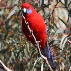 Platycercus elegans (Crimson Rosella) at Mount Ainslie - 18 Jul 2021 by jbromilow50