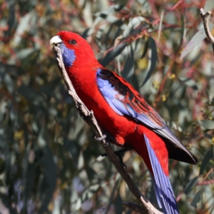 Platycercus elegans at Majura, ACT - 18 Jul 2021