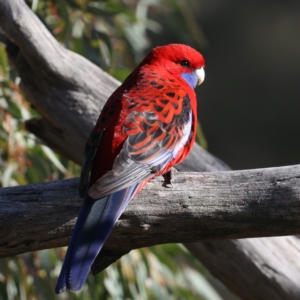 Platycercus elegans at Majura, ACT - 18 Jul 2021